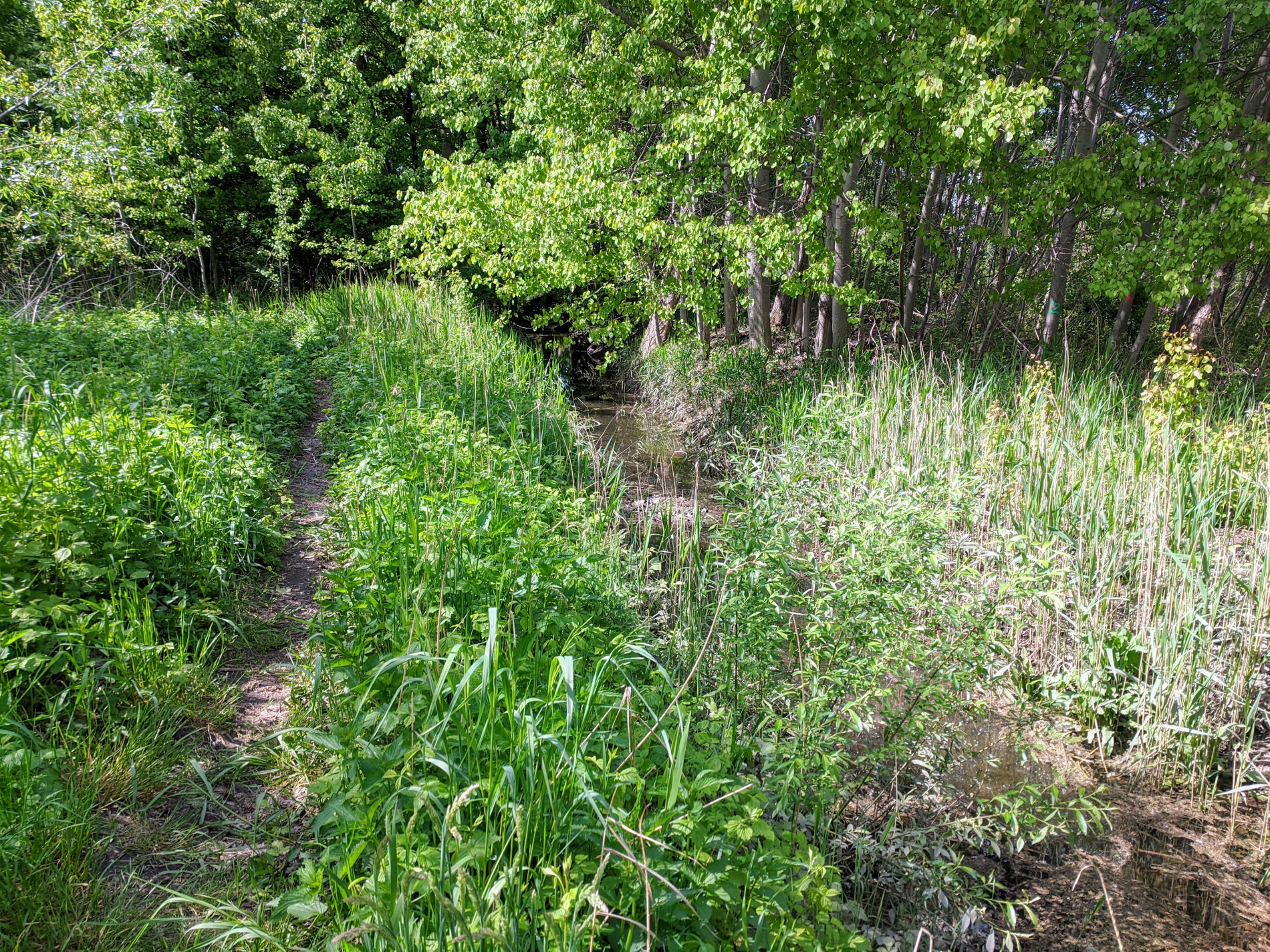 Strumień Olszówka Krzycka we Wrocławiu